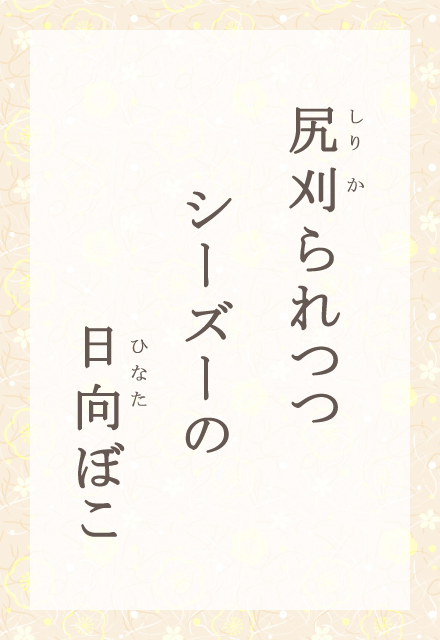 K@V[Y[́@ڂ