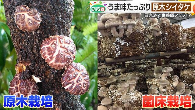 �y�x�W���z���荂���A�����ȁu���؃V�C�^�P�v