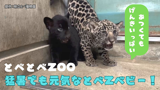 �y�ƂׂƂ�ZOO�z�ҏ��ł����C�ȂƂ�ZOO�x�r�[�I